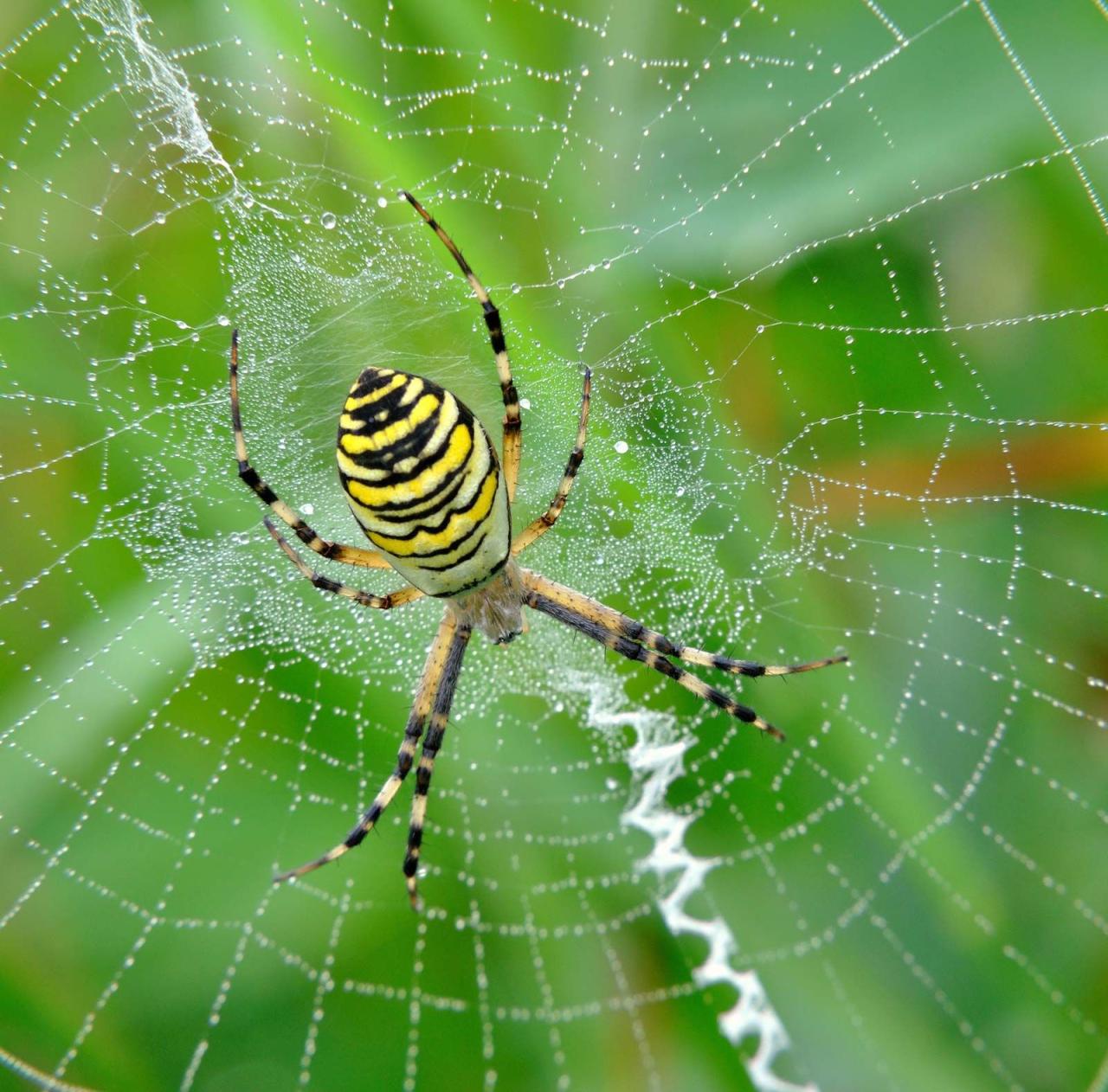 Spider - Wikipedia